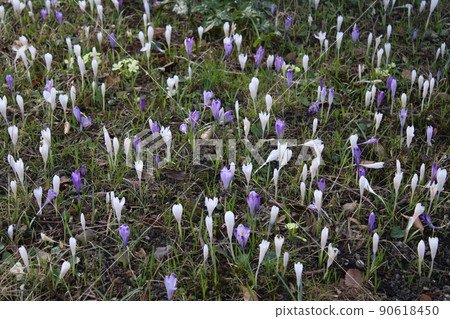 Various springtime flowers, early spring in gardens of Zagreb, Croatia 90618450