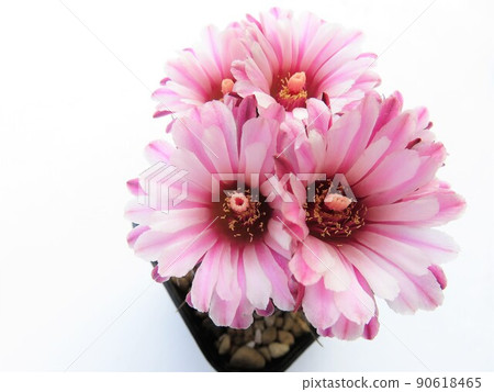 克里斯帕 90618465