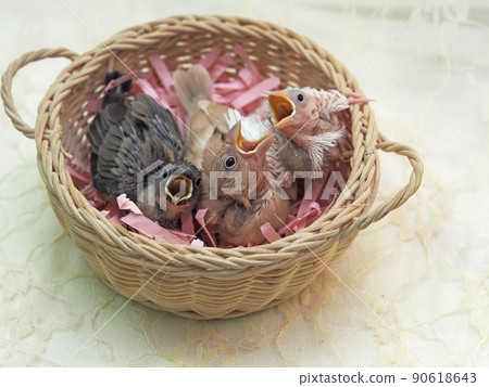 Three-colored Java sparrow chick Three-colored Java sparrow chick 90618643