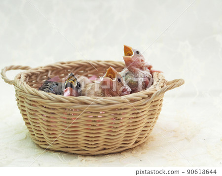 三色爪哇麻雀小雞 90618644