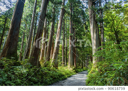 Togakushi Shrine Okusha, a row of cedar trees on the approach 90618739