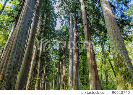 Togakushi Shrine Okusha, a row of cedar trees on the approach 90618740