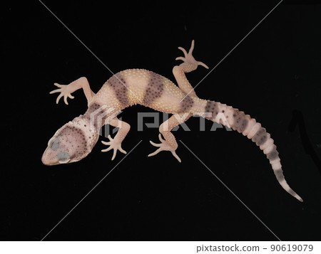 Leopard gecko 90619079
