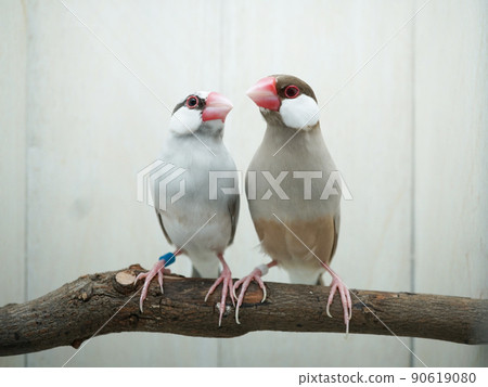 Java sparrow dark silver and cinnamon 90619080