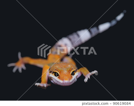 Leopard Gecko Hypotangerine 90619084