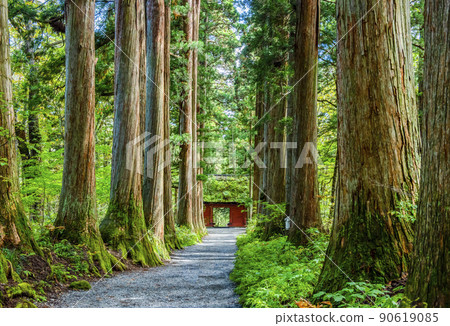 Togakushi Shrine Okusha, a row of cedar trees on the approach road and Zuijinmon 90619085
