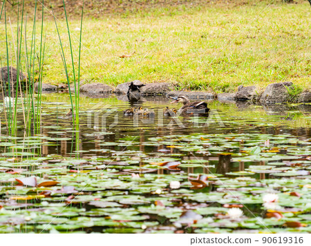 Cute early summer scenery: Spot-Billed family in a pond with water lilies 90619316