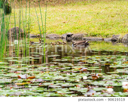 Cute early summer scenery: Spot-Billed family in a pond with water lilies Cute early summer scenery: Spot-Billed family in a pond with water lilies 90619319