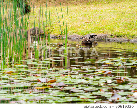 Cute early summer scenery: Spot-Billed family in a pond with water lilies Cute early summer scenery: Spot-Billed family in a pond with water lilies 90619320