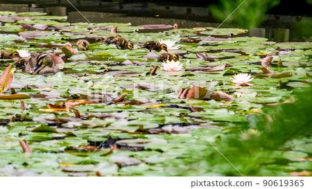 Cute early summer scenery: Spot-Billed family in a pond with water lilies Cute early summer scenery: Spot-Billed family in a pond with water lilies 90619365