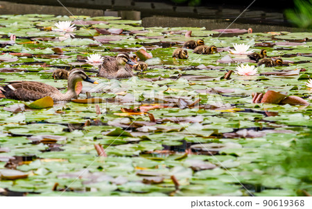 Cute early summer scenery: Spot-Billed family in a pond with water lilies 90619368