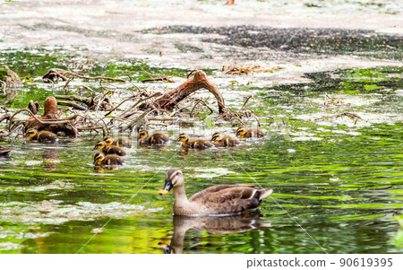 Cute early summer scenery: Spot-Billed family in a pond with water lilies 90619395