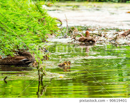 Cute early summer scenery: Spot-Billed family in a pond with water lilies 90619401