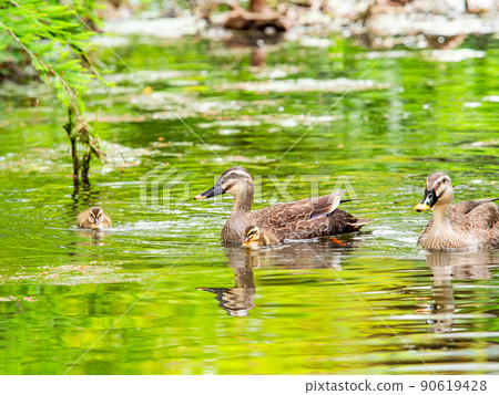 Cute early summer scenery: Spot-Billed family in a pond with water lilies 90619428