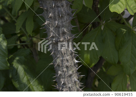 A tree A tree 90619455