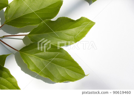 Actinidia 90619460