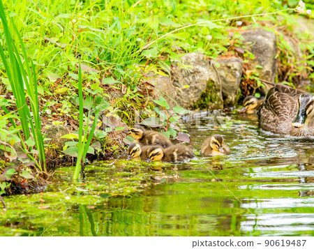 Cute early summer scenery: Spot-Billed family in a pond with water lilies 90619487