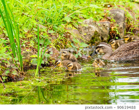 Cute early summer scenery: Spot-Billed family in a pond with water lilies 90619488
