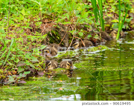 Cute early summer scenery: Spot-Billed family in a pond with water lilies 90619495