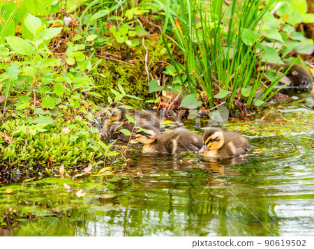 Cute early summer scenery: Spot-Billed family in a pond with water lilies 90619502