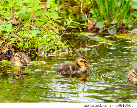 Cute early summer scenery: Spot-Billed family in a pond with water lilies 90619503
