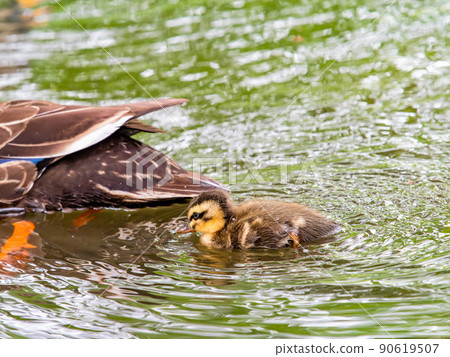 Cute early summer scenery: Spot-Billed family in a pond with water lilies Cute early summer scenery: Spot-Billed family in a pond with water lilies 90619507