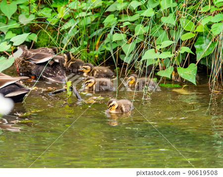 Cute early summer scenery: Spot-Billed family in a pond with water lilies Cute early summer scenery: Spot-Billed family in a pond with water lilies 90619508