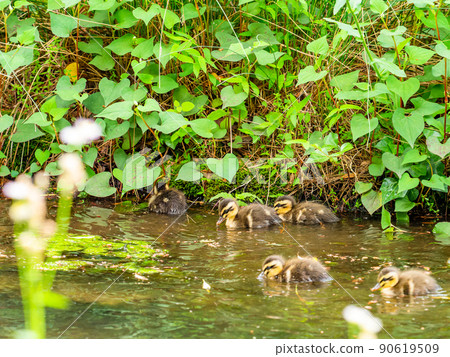 Cute early summer scenery: Spot-Billed family in a pond with water lilies Cute early summer scenery: Spot-Billed family in a pond with water lilies 90619509