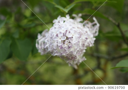 Lillac flowers outdoors 90619700
