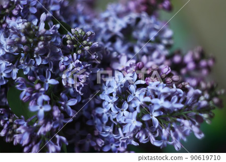 Lillac flowers outdoors 90619710