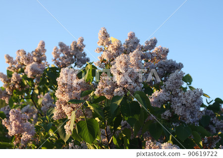 Purple lilac flowers outdoors 90619722
