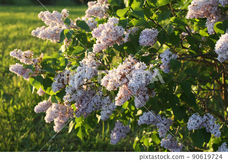 Purple lilac flowers outdoors Purple lilac flowers outdoors 90619724