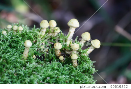 Hypholoma fasciculare poisonous mushrooms in wild forest Hypholoma fasciculare poisonous mushrooms in wild forest 90619822