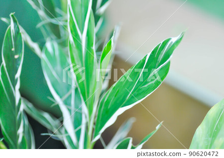 SynonymA sanderae, Variegated Shell Ginger or ZINGIBERACEAE or Alpinia sandrerae plant SynonymA sanderae, Variegated Shell Ginger or ZINGIBERACEAE or Alpinia sandrerae plant 90620472
