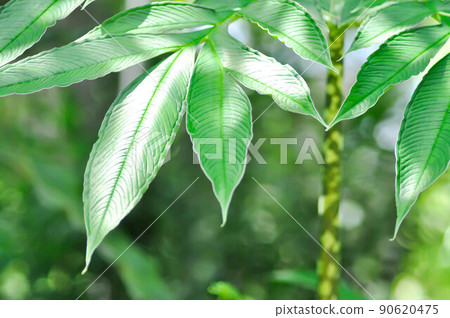 Amorphophallus konjac,Devils tongue plant or Shade palm or Umbrella arum Amorphophallus konjac,Devils tongue plant or Shade palm or Umbrella arum 90620475