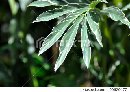 SynonymA sanderae, Variegated Shell Ginger or ZINGIBERACEAE or Alpinia sandrerae plant SynonymA sanderae, Variegated Shell Ginger or ZINGIBERACEAE or Alpinia sandrerae plant 90620477