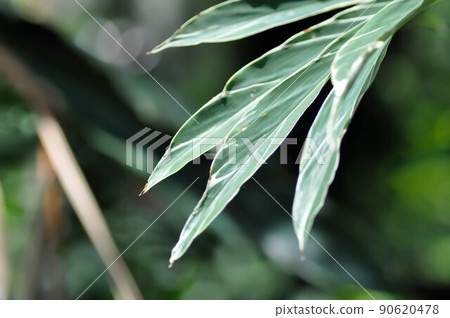 SynonymA sanderae, Variegated Shell Ginger or ZINGIBERACEAE or Alpinia sandrerae plant SynonymA sanderae, Variegated Shell Ginger or ZINGIBERACEAE or Alpinia sandrerae plant 90620478