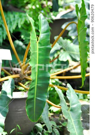 philodendron erubescens green Philodendron Green Plant  Buy Now!  Ladybird Nursery