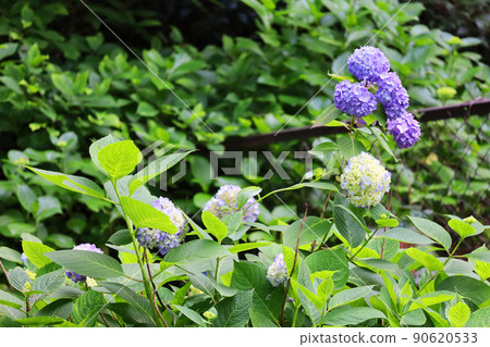 Blue hydrangea blooming in a sunny park (Chiyoda-ku, Tokyo) 90620533