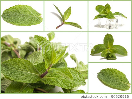 Collage with Mint leaf. Ice cubes and fresh mint leaves, isolated on white background. 90620916