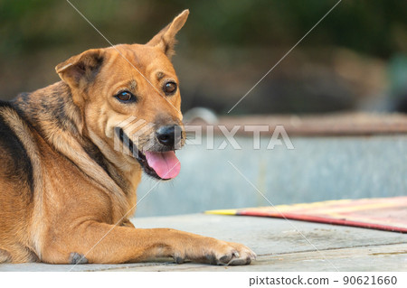 Brown domestic dog lying and looking at camera 90621660