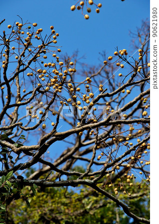 現存的12座天守閣,唯一完整保存天守閣和本丸宮的古蹟,以高知城為背景盛開的仙丹花 現存的12座天守閣,唯一完整保存天守閣和本丸宮的古蹟,以高知城為背景盛開的仙丹花 90621980
