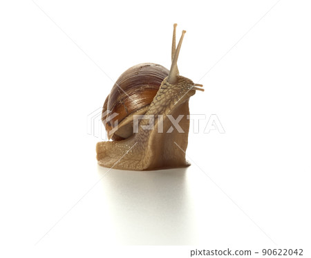 Helix pomatia.Grape snail standing surprised isolated on white background. Macro shot. Helix pomatia.Grape snail standing surprised isolated on white background. Macro shot. 90622042