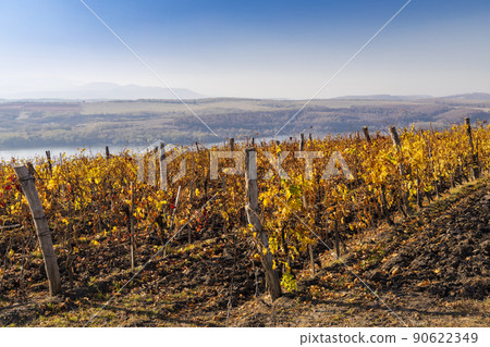 autumn vineyard near Eger, Northern Hungary autumn vineyard near Eger, Northern Hungary 90622349