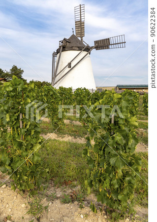 Vineyard near Windmill Retz, Lower Austria, Austria 90622384