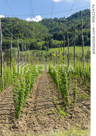 Hop garden in spring, Styria, Austria Hop garden in spring, Styria, Austria 90622474