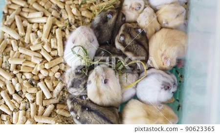 a top view of a box of toddlers multi-colored Dzungarian hamsters. a top view of a box of toddlers multi-colored Dzungarian hamsters. 90623365