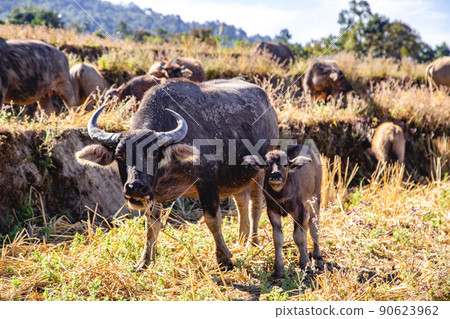 Ban Pa Pong Piang Rice terraces or Baan Pa Pong Pieng in Doi Inthanon national park, Chiang Mai Ban Pa Pong Piang Rice terraces or Baan Pa Pong Pieng in Doi Inthanon national park, Chiang Mai 90623962