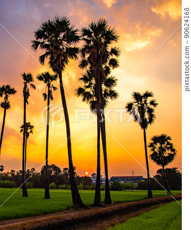 Dongtan Samkhok palm trees and rice fields during sunset in Pathum Thani, Bangkok, Thailand 90624168