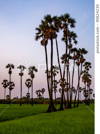Dongtan Samkhok palm trees and rice fields during sunset in Pathum Thani, Bangkok, Thailand 90624230